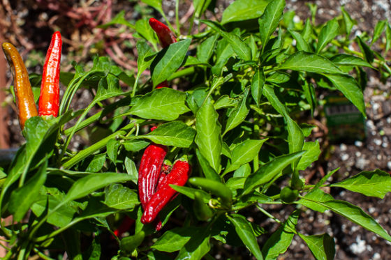 Chiles growing in garden
